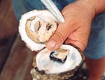 Photo:  Oyster