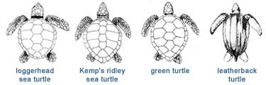 Image: Diagrams of 4 species of turtles