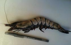 Photo: Giant Tiger Prawn