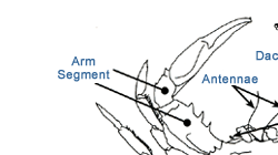 Image: Anatomy of a Blue Crab