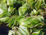 Photo:  Close-up of Giant Salvinia