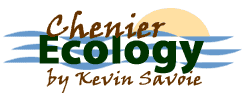 Logo: Chenier Ecology by Kevin Savoie