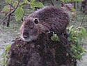 Image: Nutria