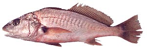 Atlantic Croaker