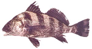 Black Drum