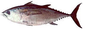 Blackfin Tuna