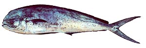 Female Dolphin