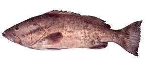 Gag Grouper