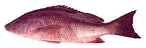 Gray Snapper