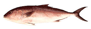 Greater Amberjack