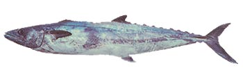 King Mackerel