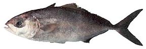 Lesser Amberjack