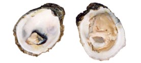 Oyster