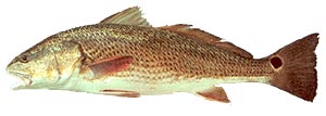 Red Drum