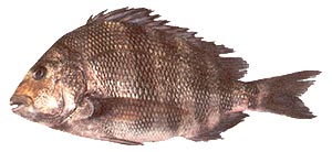 Sheepshead