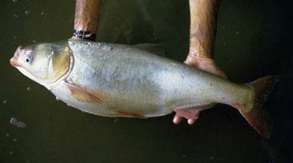 Photo: Silver Carp