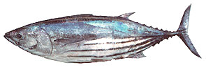 Skipjack Tuna