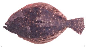 Southern Flounder