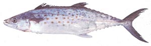 Spanish Mackerel