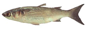 Striped Mullet