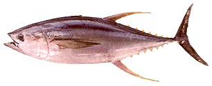 Yellowfin Tuna