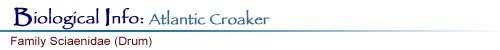 Biological Info: Atlantic Croaker