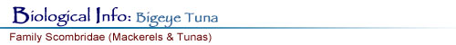 Biological Info: BigeyeTuna