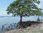 Photo: A tree grows halfway in the water.