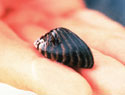 Image: Zebra Mussel